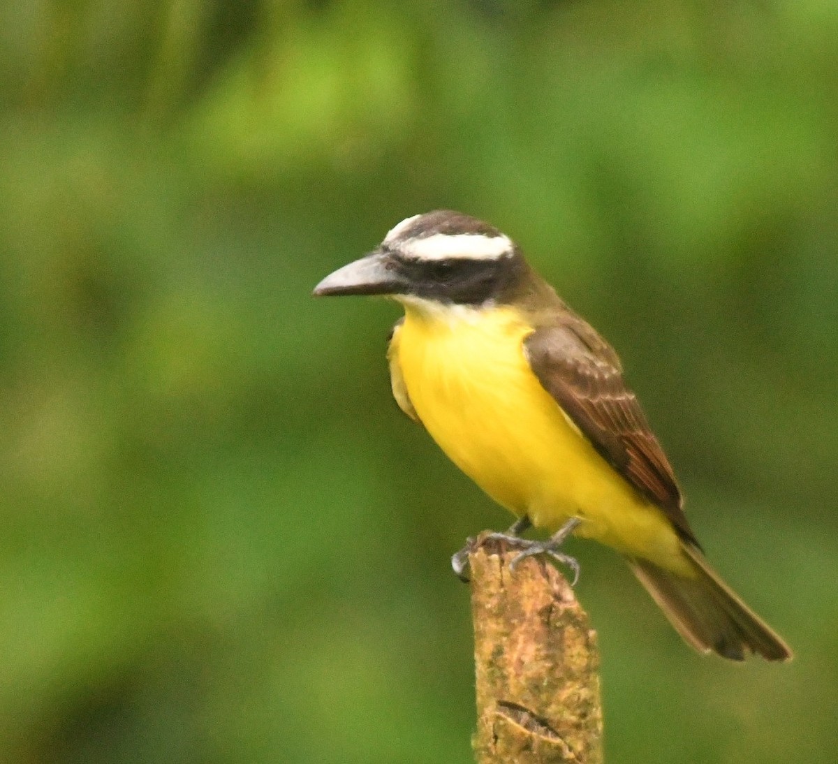 Boat-billed Flycatcher (South American) - ML644205428