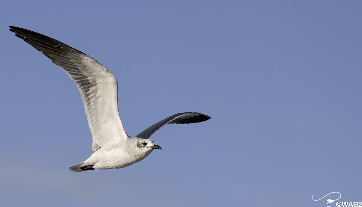 Antxeta mokogorri amerikarra - ML644205435