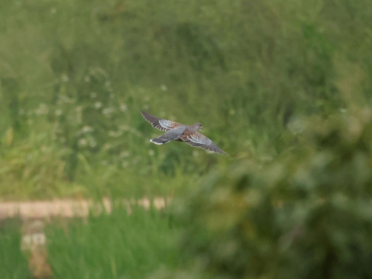 Oriental Turtle-Dove - ML644205442
