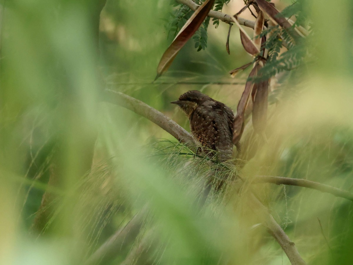 Eurasian Wryneck - ML644205443