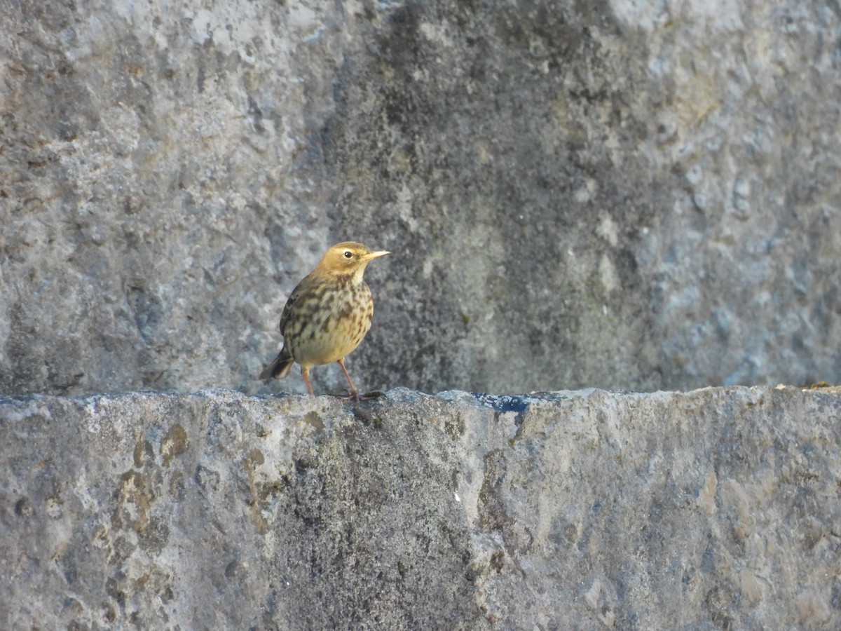 Rock Pipit - ML644205444