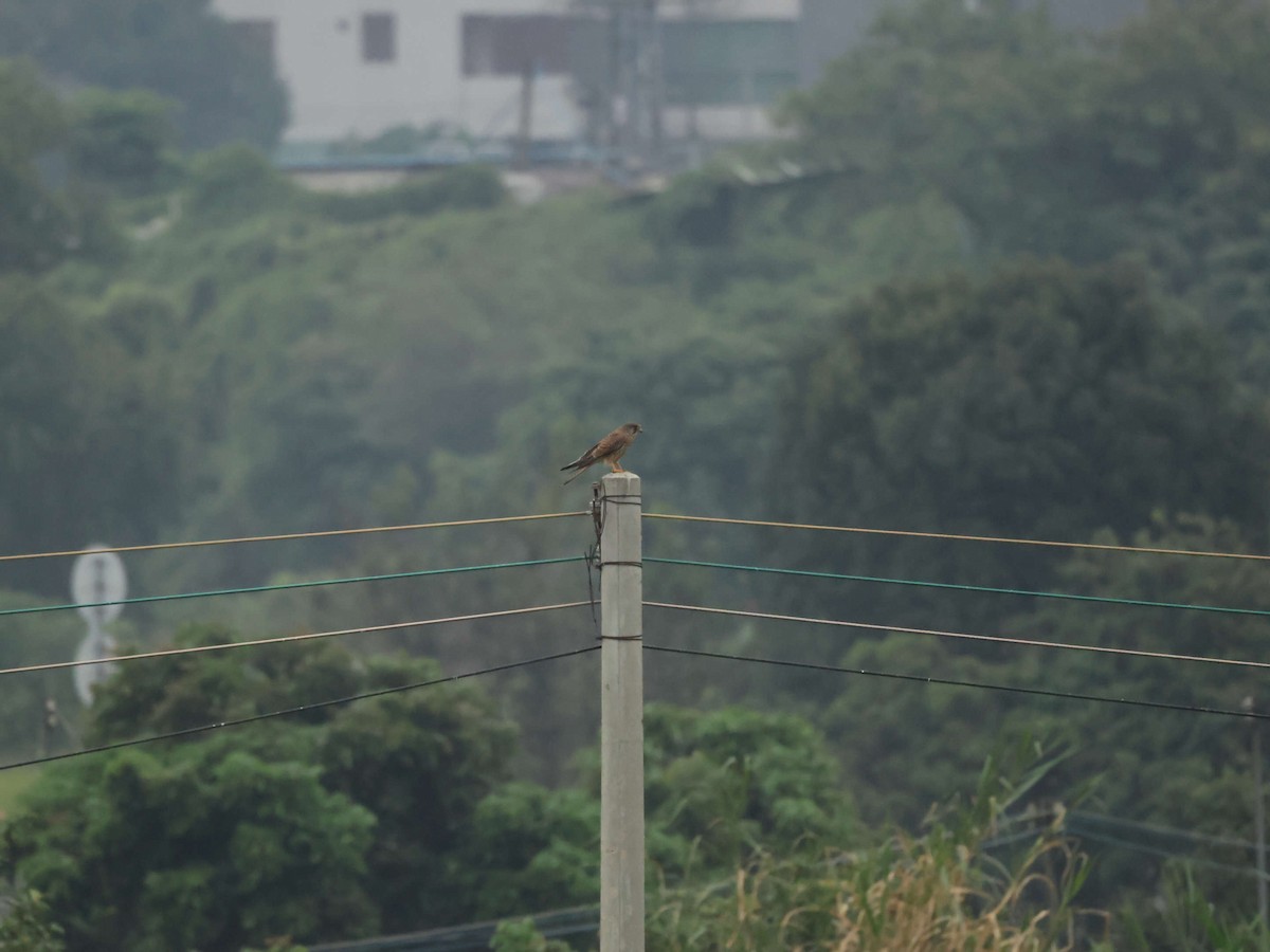 Eurasian Kestrel - ML644205450
