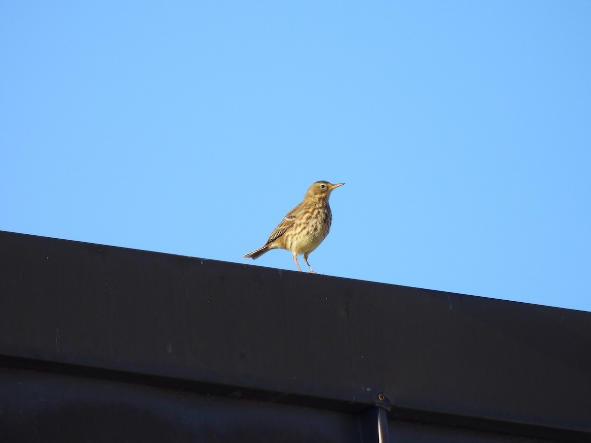 Rock Pipit - ML644205451