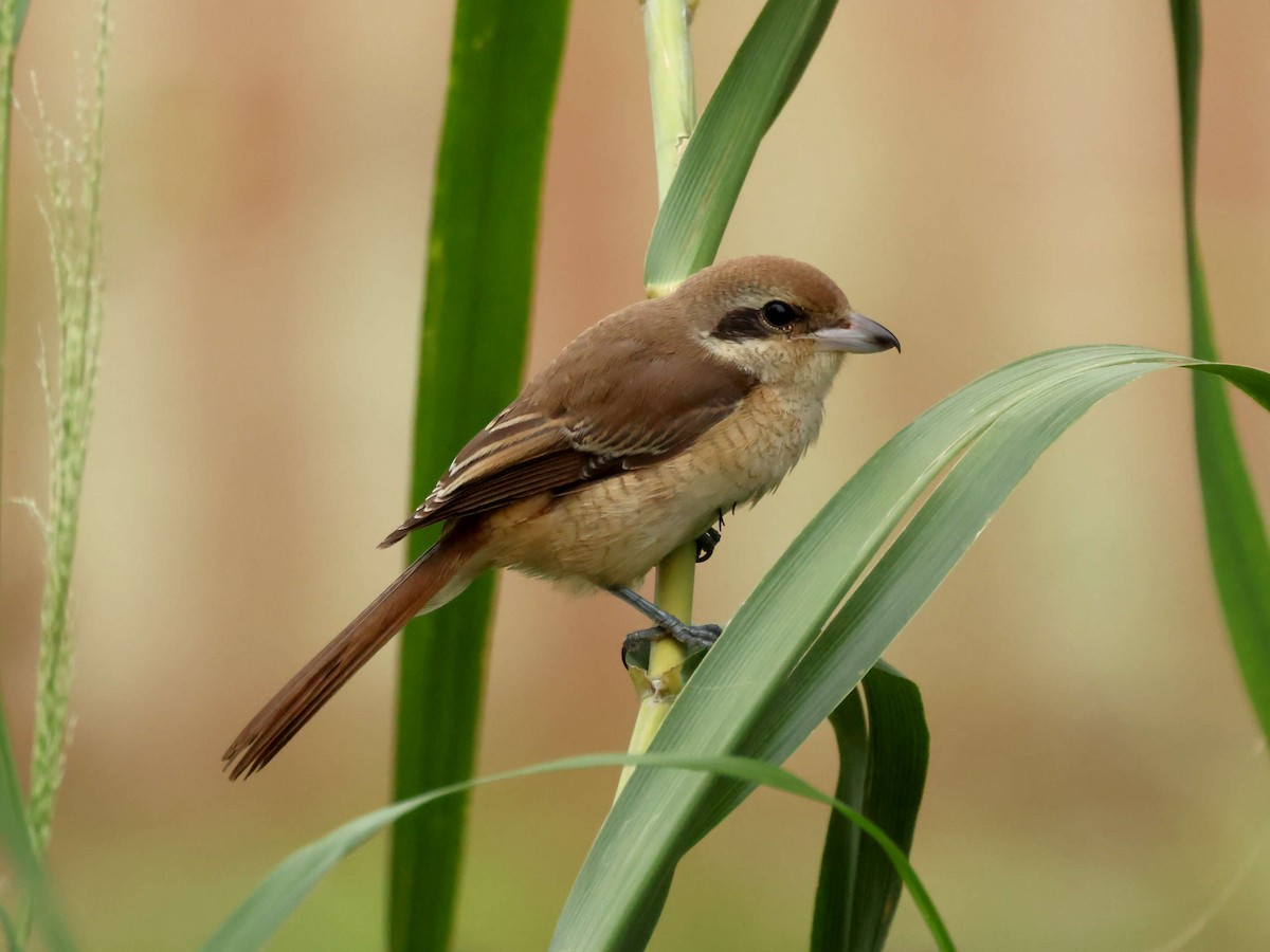 Brown Shrike - ML644205453