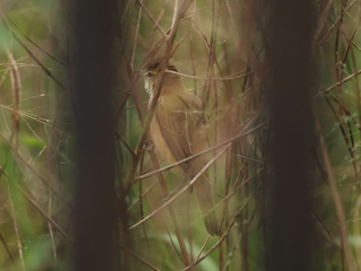 Дорнын охил бялзуухай - ML644205458