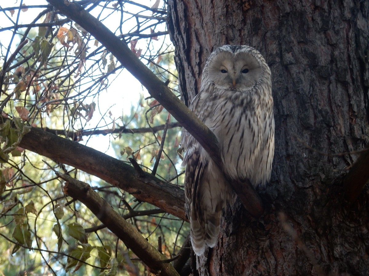 Ural Owl - ML644205459
