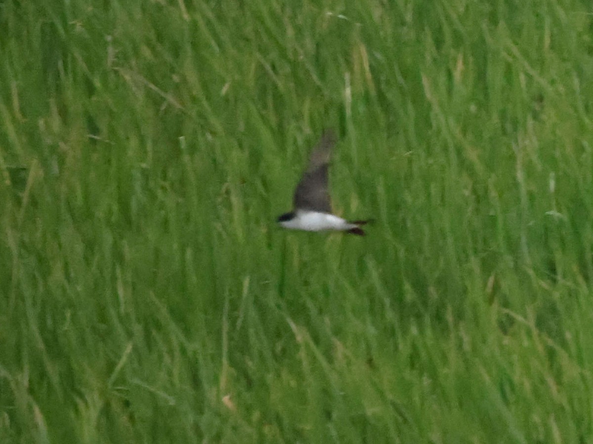 Siberian House-Martin - ML644205460