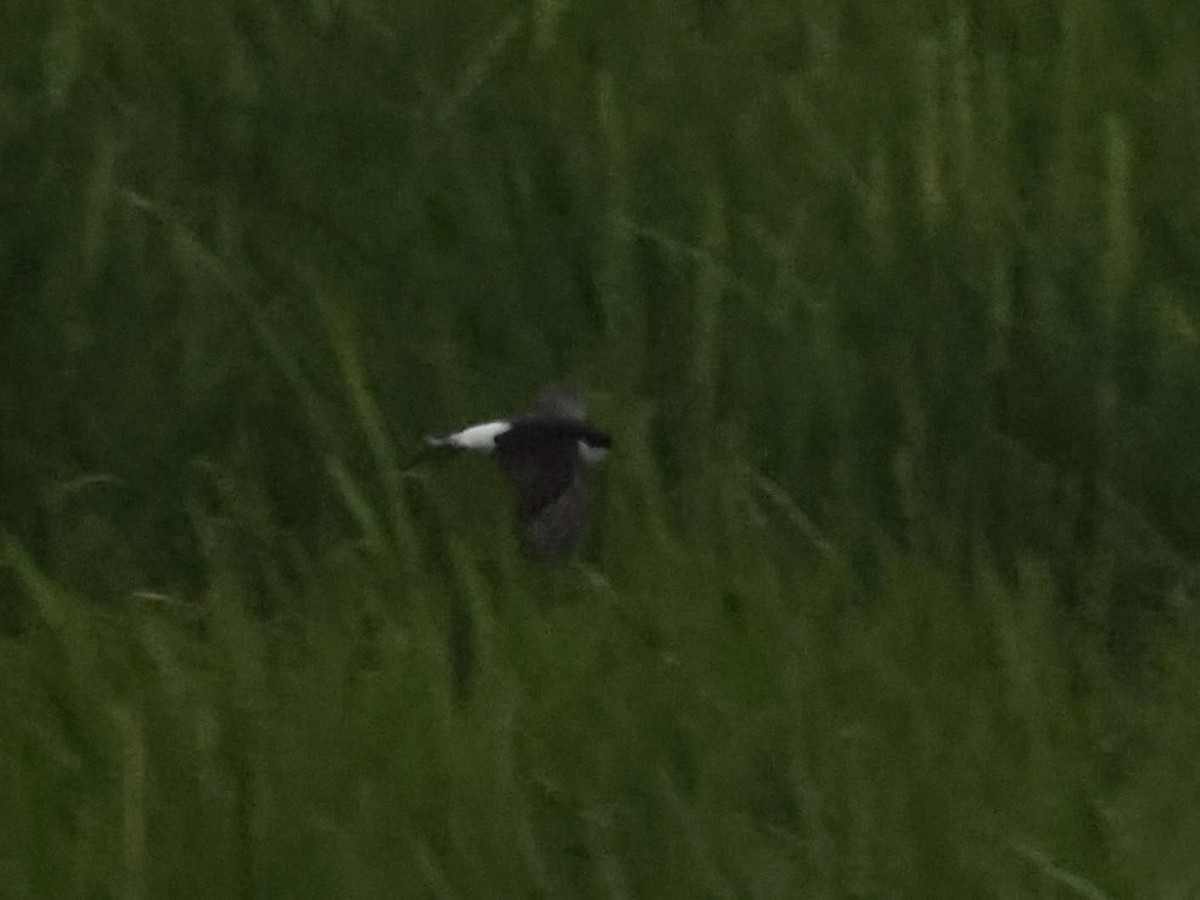 Siberian House-Martin - ML644205462