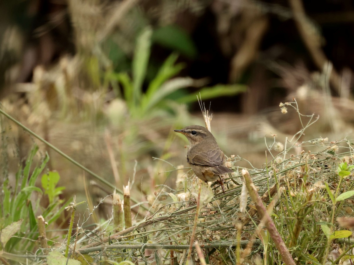 Бүхт дууч шувуу - ML644205465