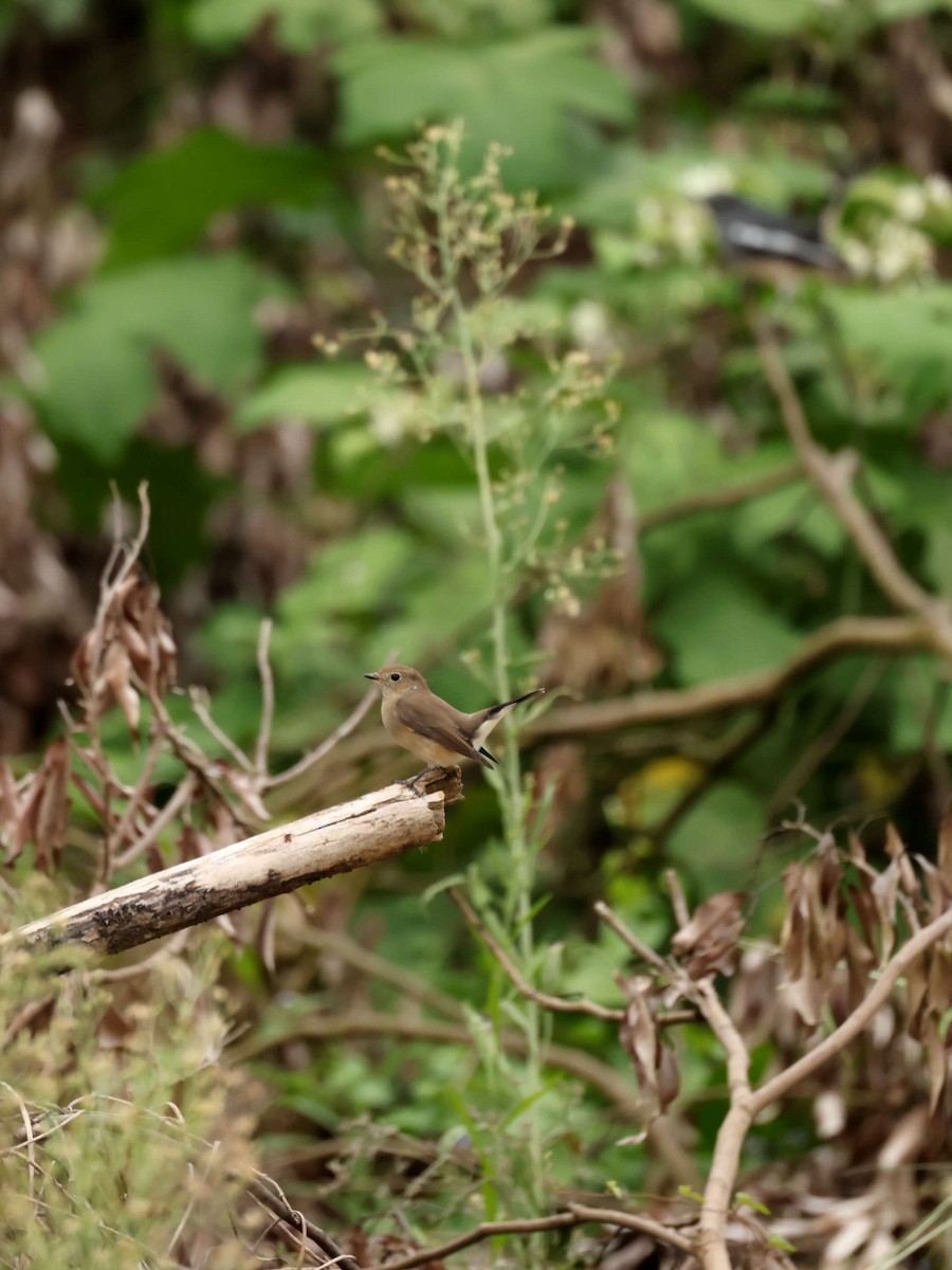 Taiga Flycatcher - ML644205468
