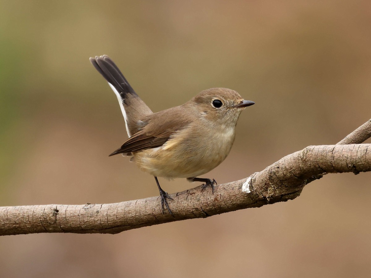 Taiga Flycatcher - ML644205469