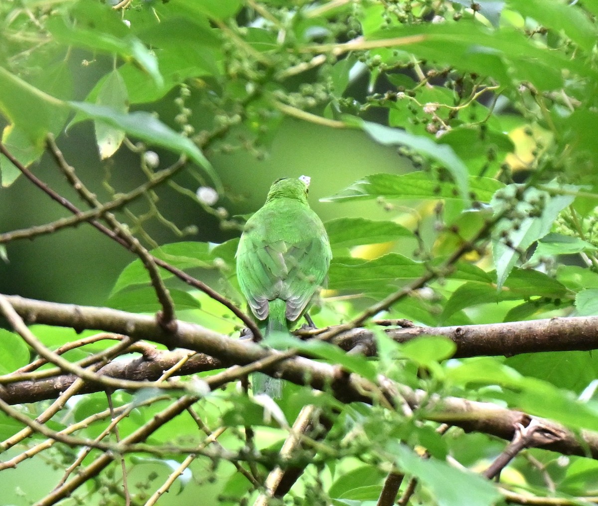 Blue-winged Leafbird - ML644205479