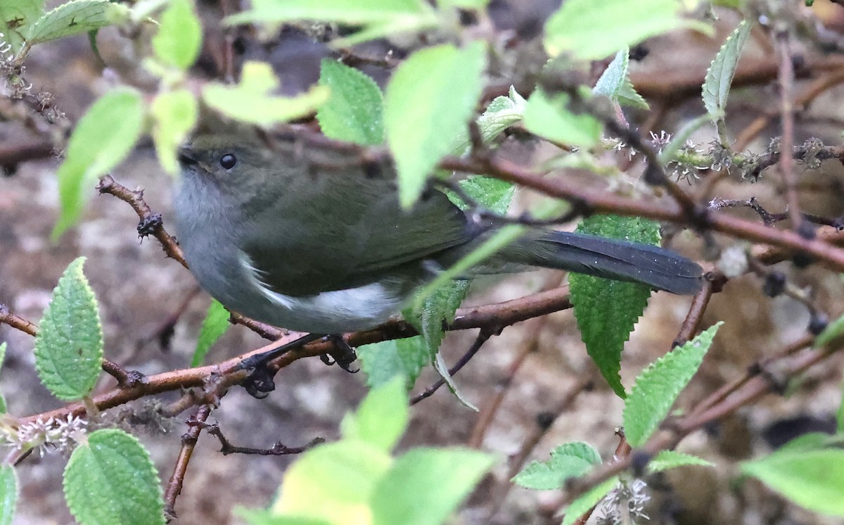 Mid-mountain Berrypecker - ML644205480
