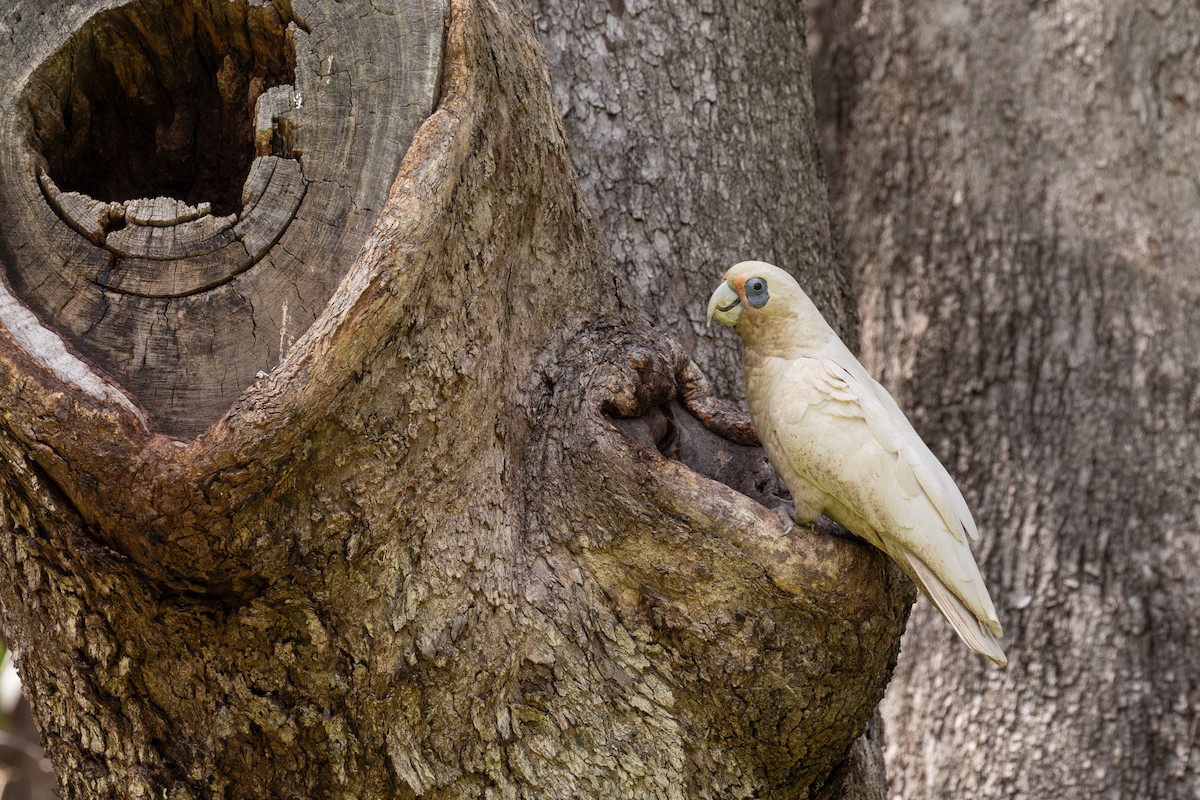 Western Corella - ML644205488