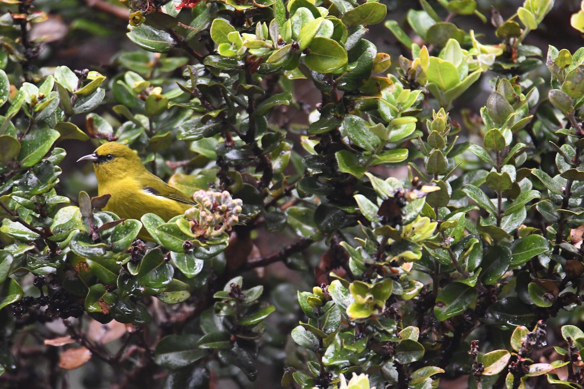 Amakihi familier (virens) - ML644205493