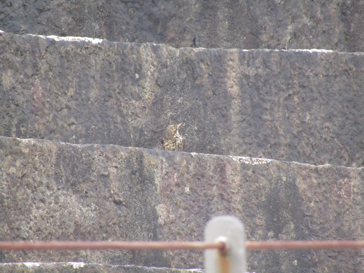 Rock Pipit - ML644205494