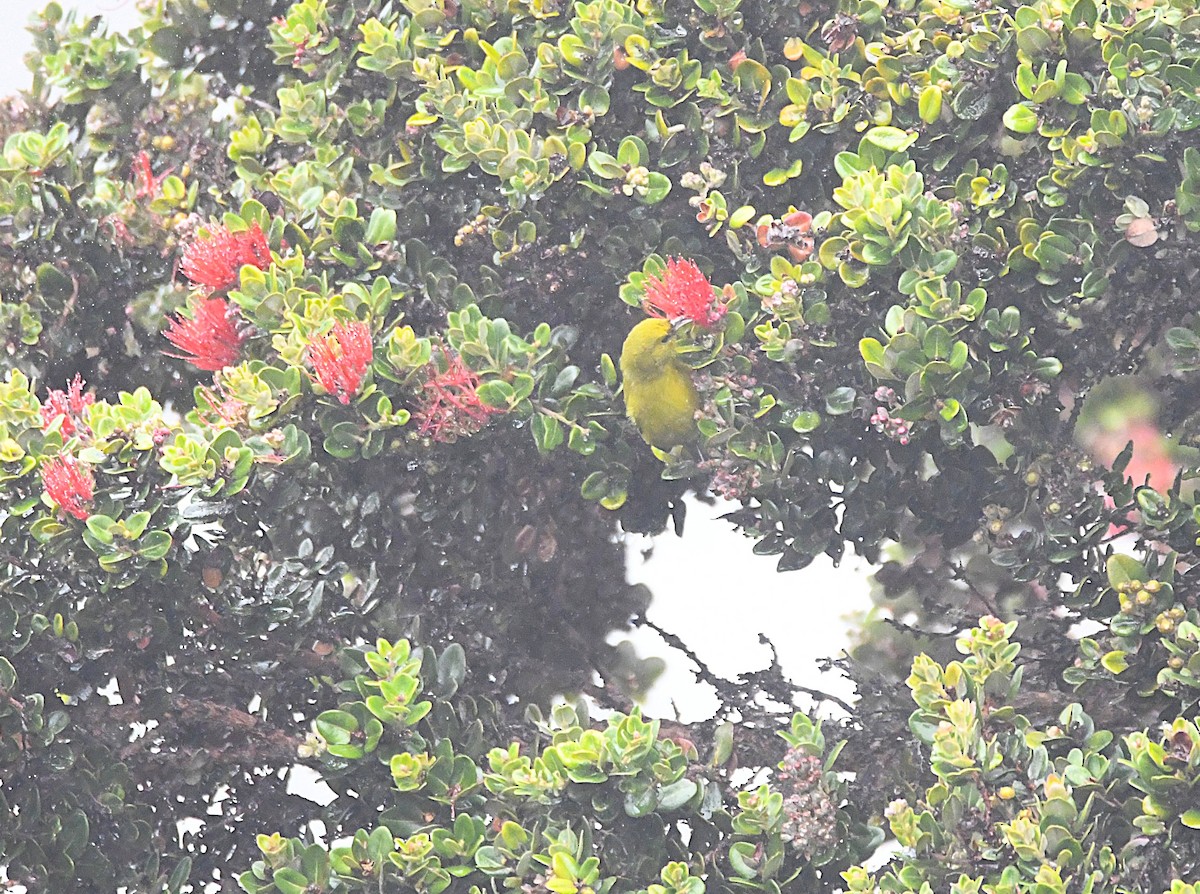 Amakihi familier (virens) - ML644205496