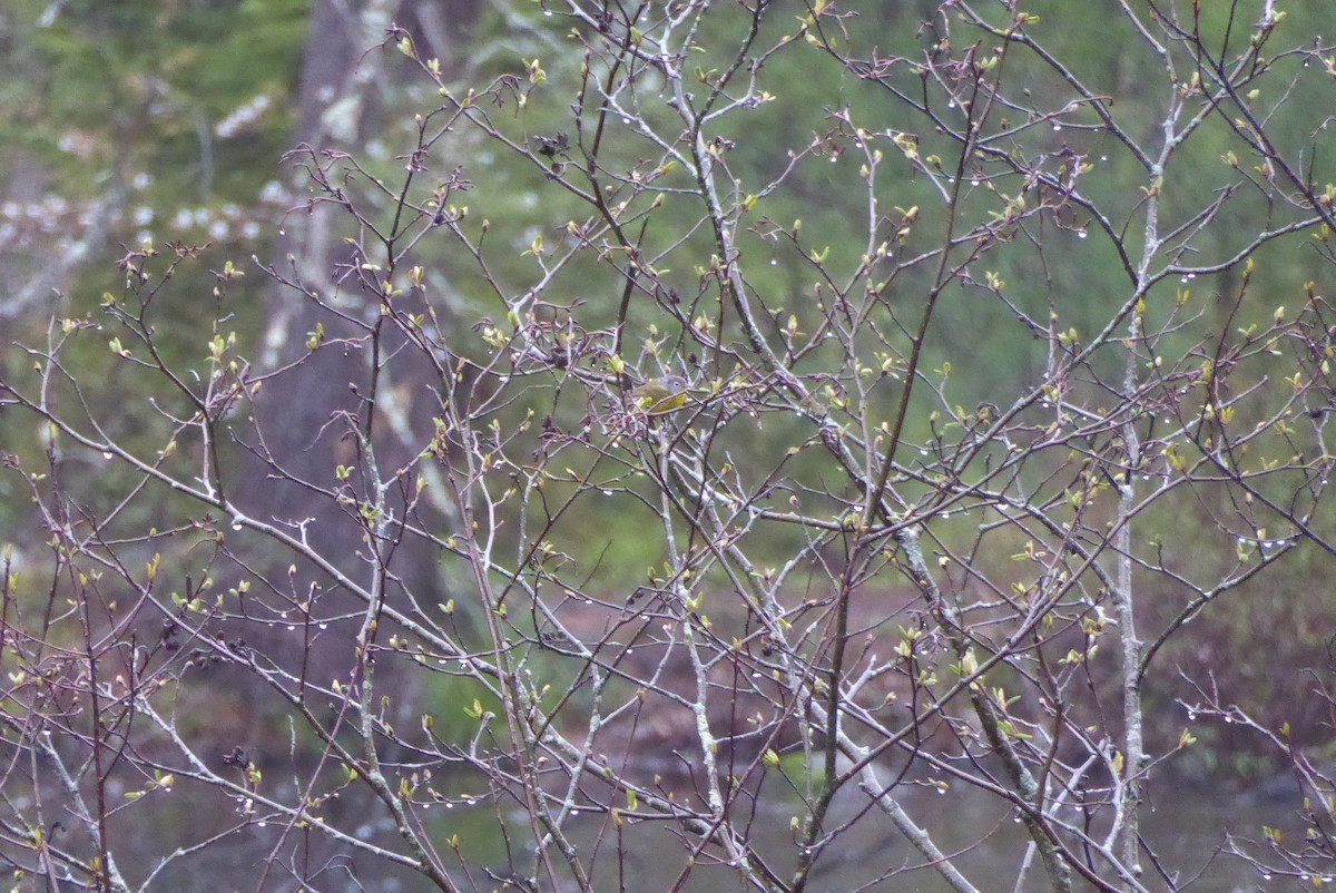 bjørkeparula - ML644205500