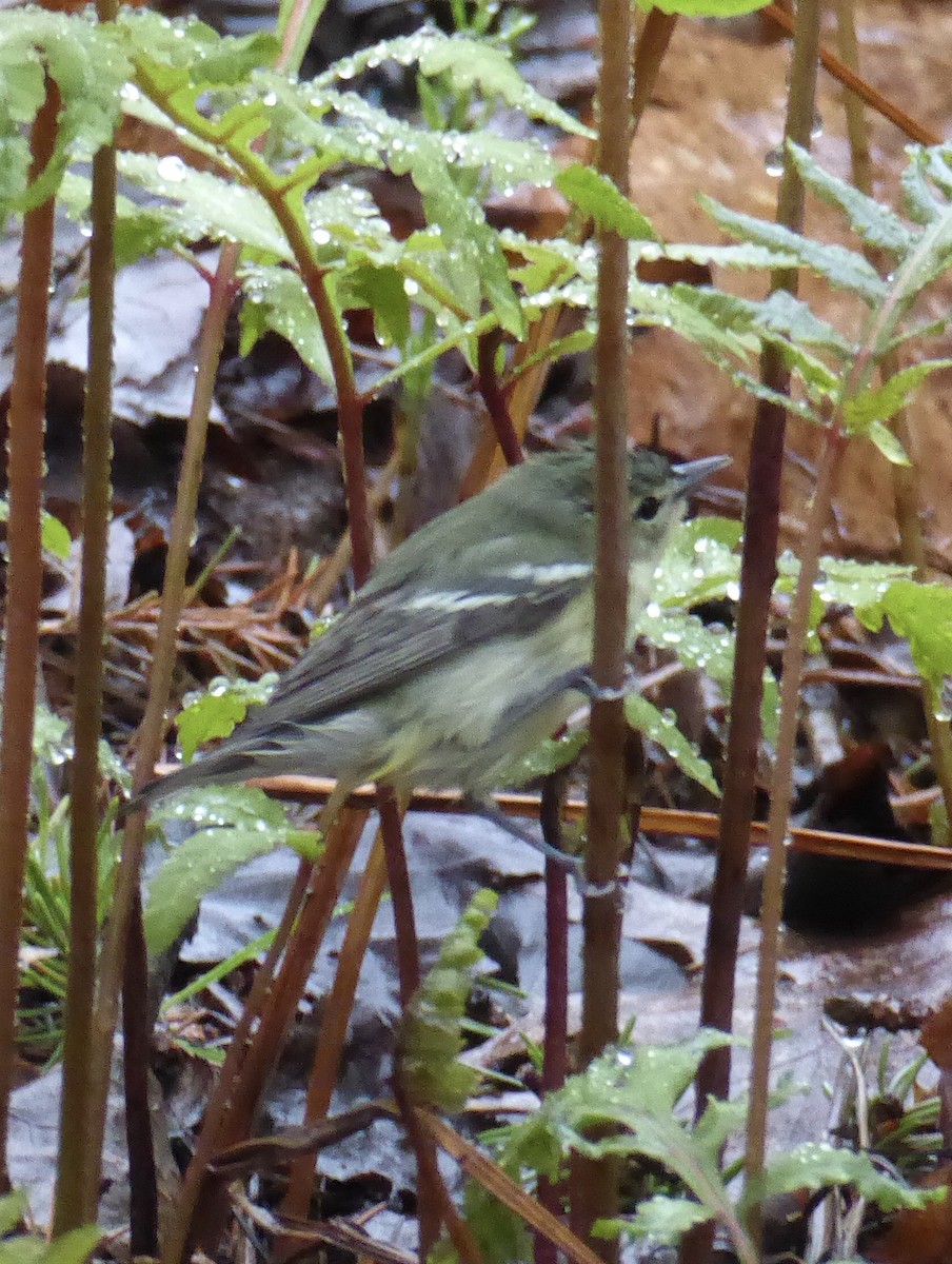 asurparula - ML644205509
