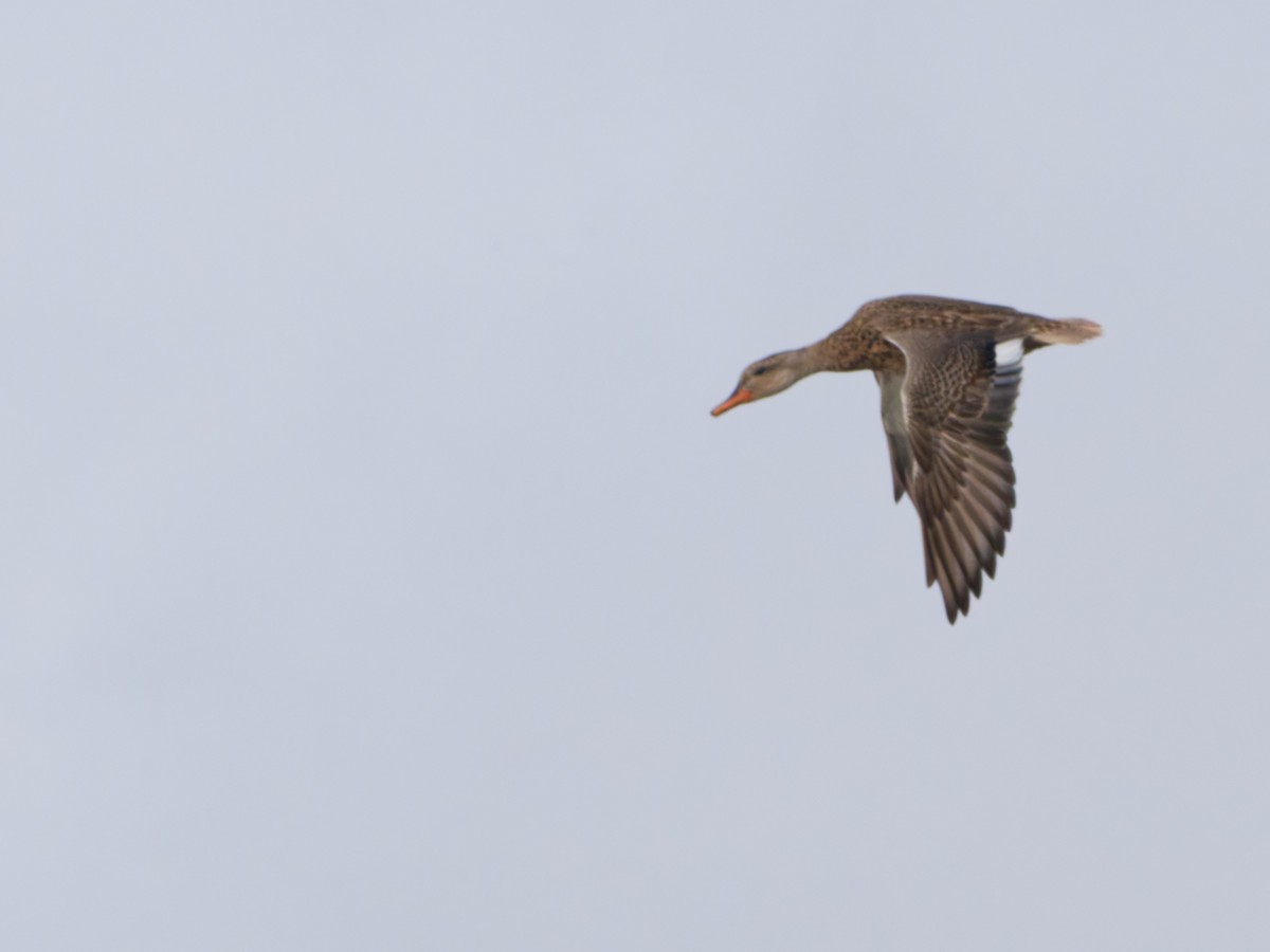 Gadwall - ML644205510