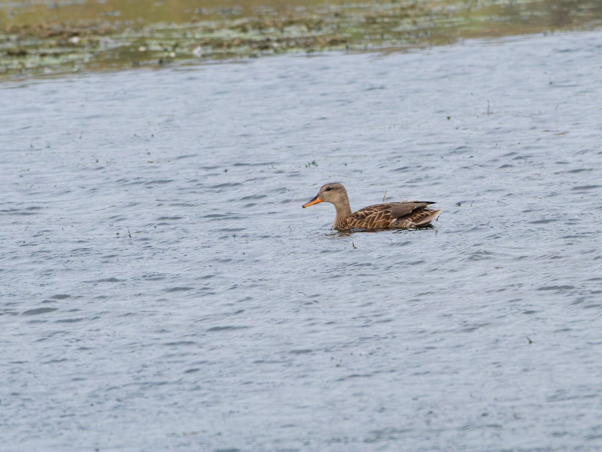 Gadwall - ML644205511
