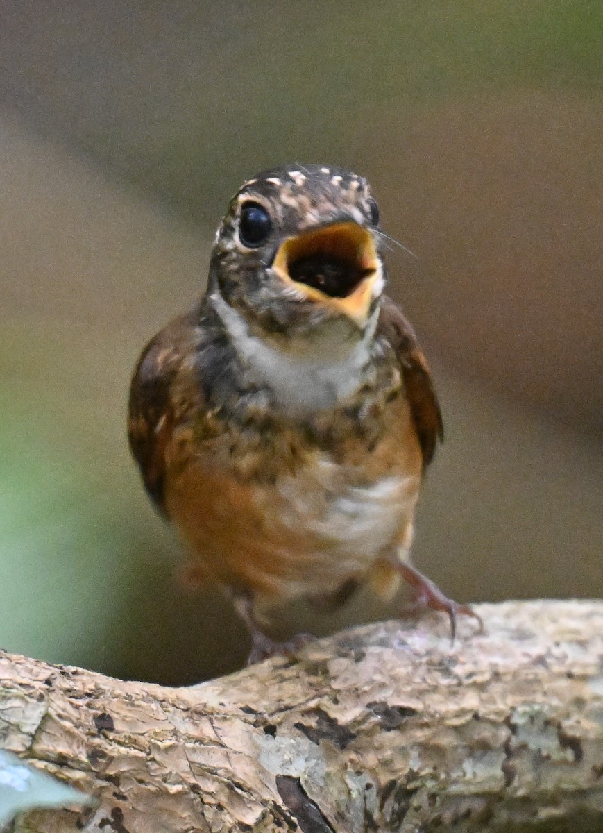Ferruginous Flycatcher - ML644205513