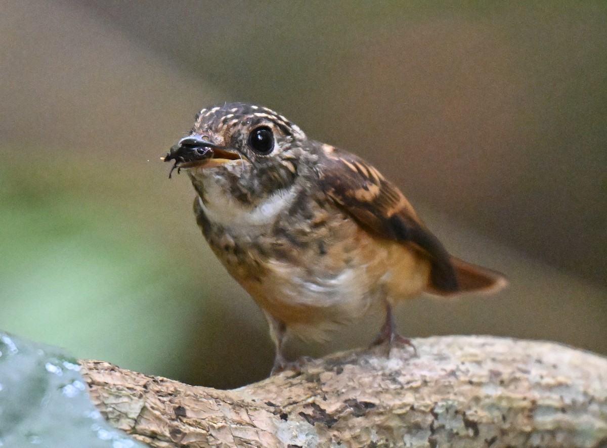 Ferruginous Flycatcher - ML644205514