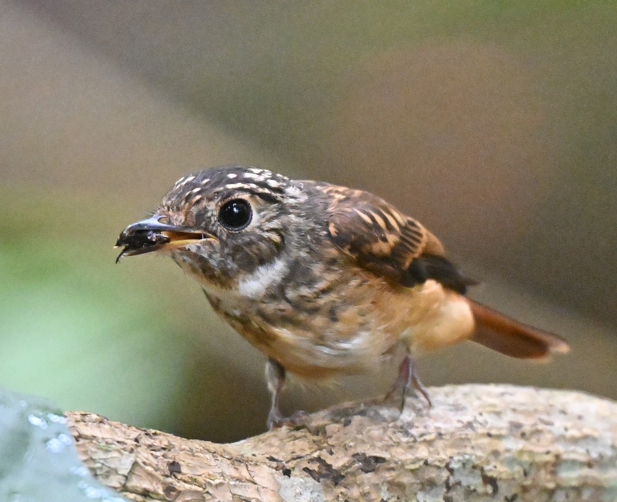 Ferruginous Flycatcher - ML644205515