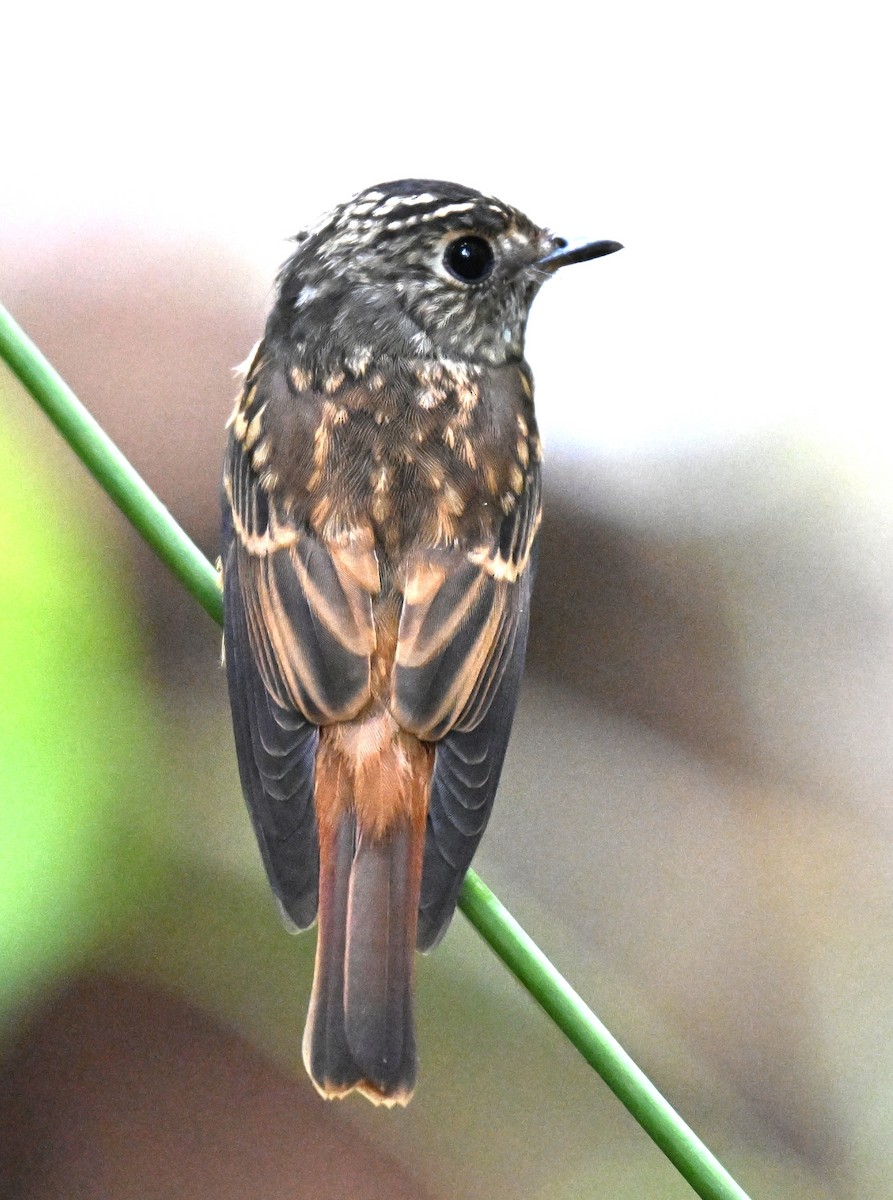Ferruginous Flycatcher - ML644205516