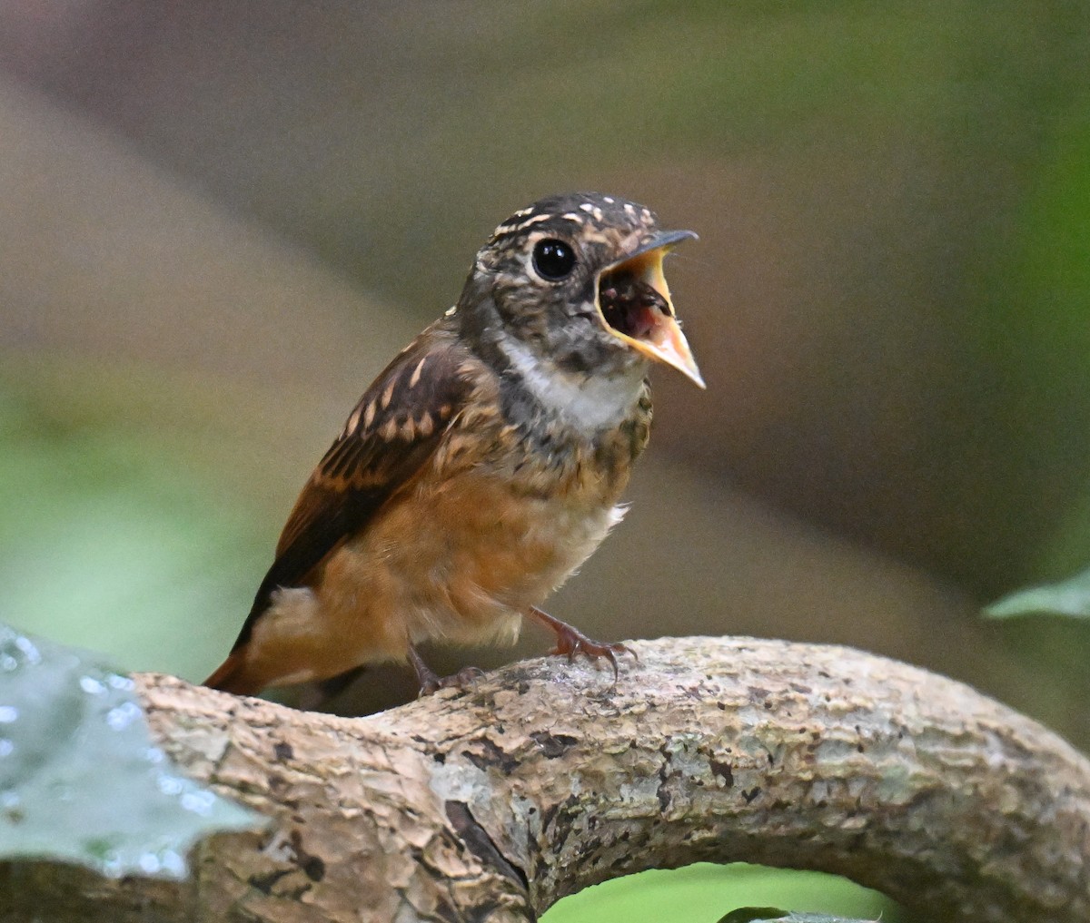 Ferruginous Flycatcher - ML644205517