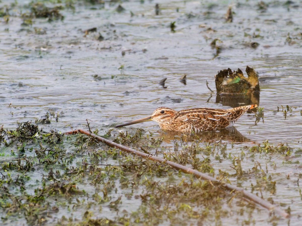 Wilson's Snipe - ML644205518