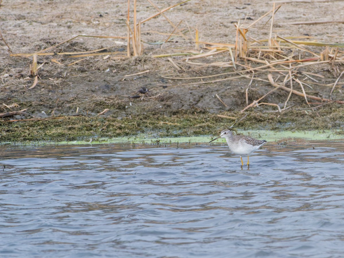 Greater Yellowlegs - ML644205521