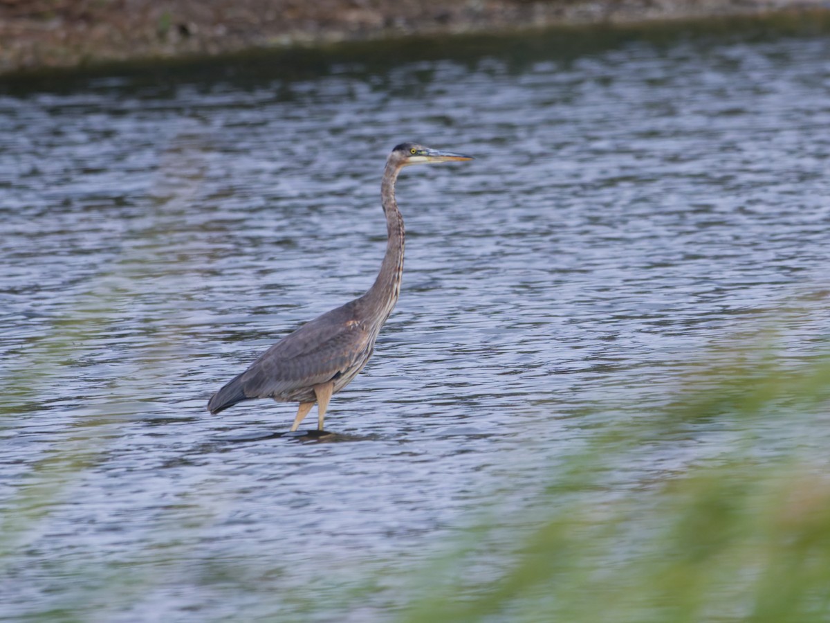 Great Blue Heron - ML644205525