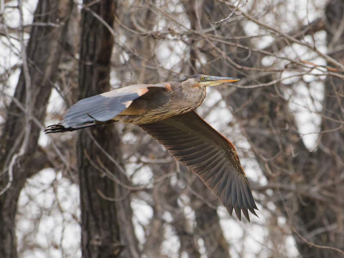 Great Blue Heron - ML644205526