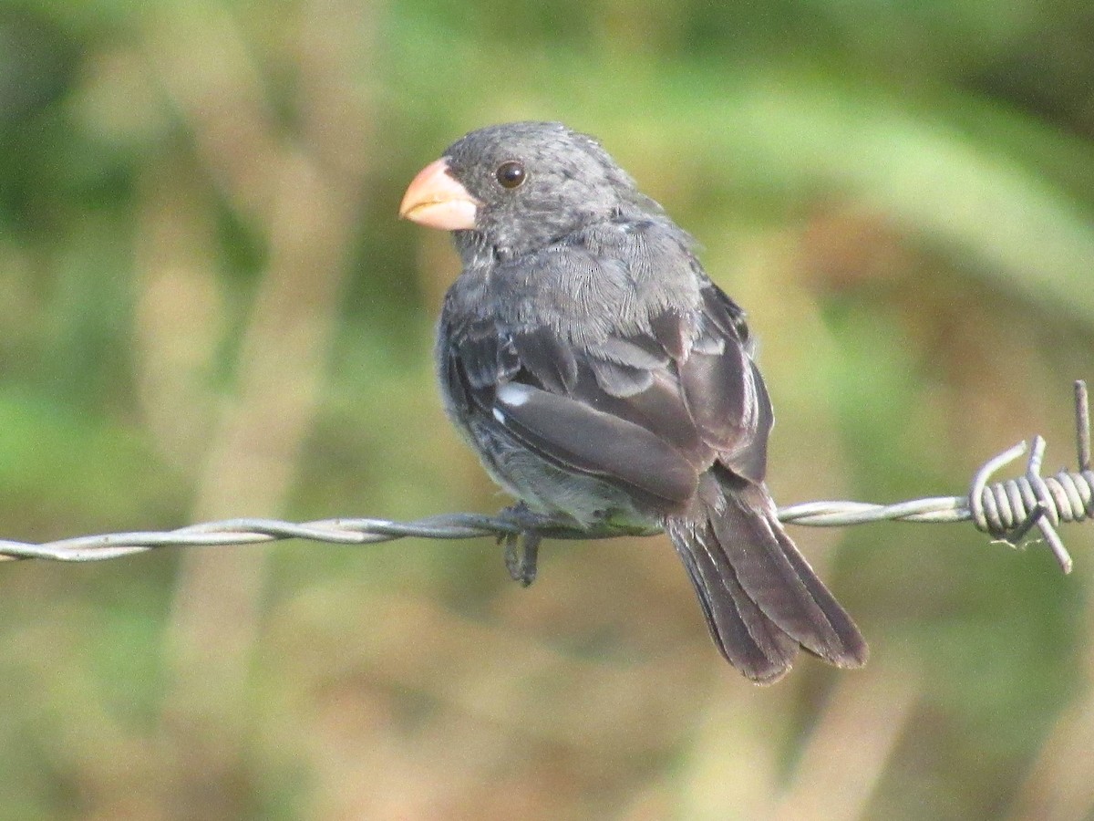 Gray Seedeater - ML644205535