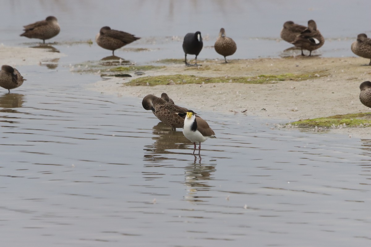 Masked Lapwing - ML644205540