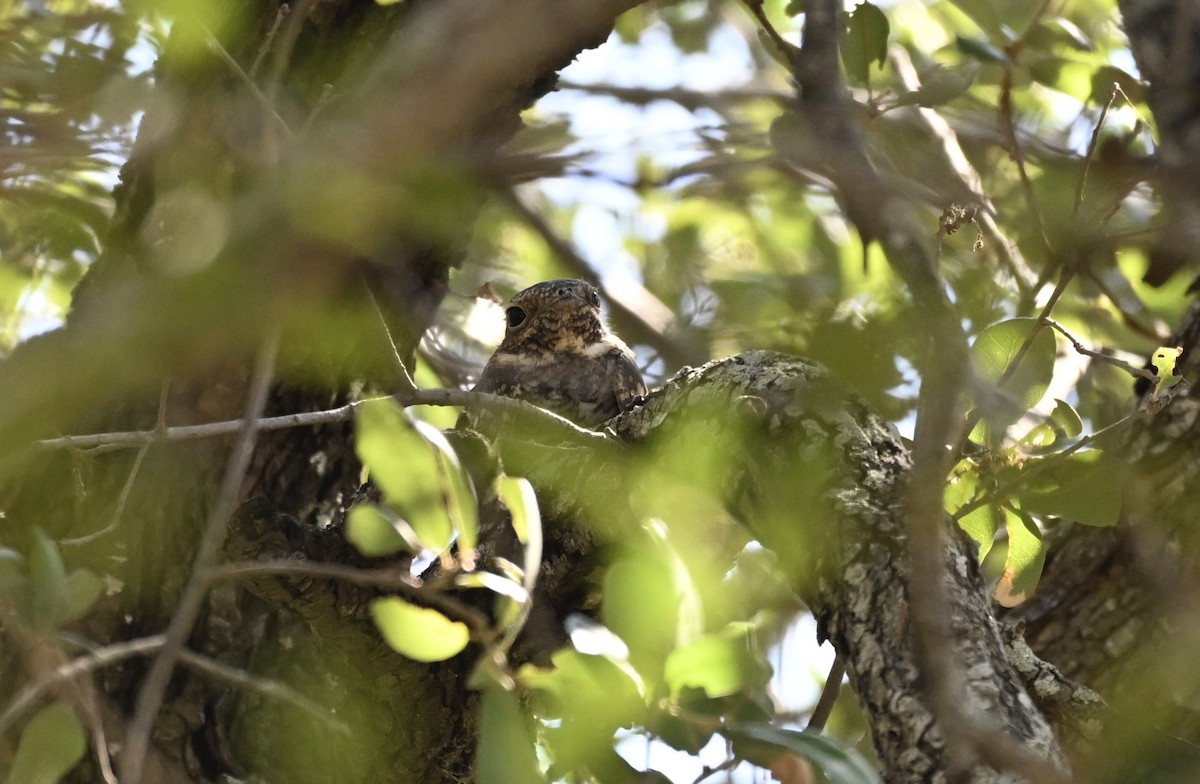 trillenatthauk - ML644205542