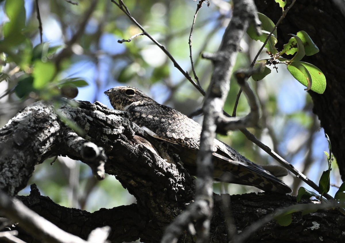 trillenatthauk - ML644205543