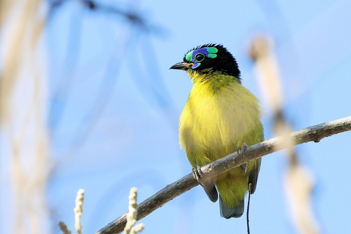 Schlegel's Asity - ML644205544