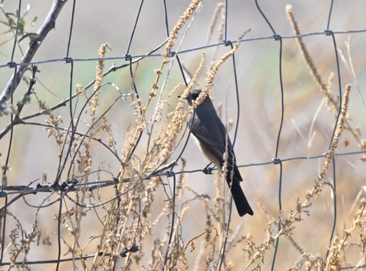 brunfibi - ML644205548