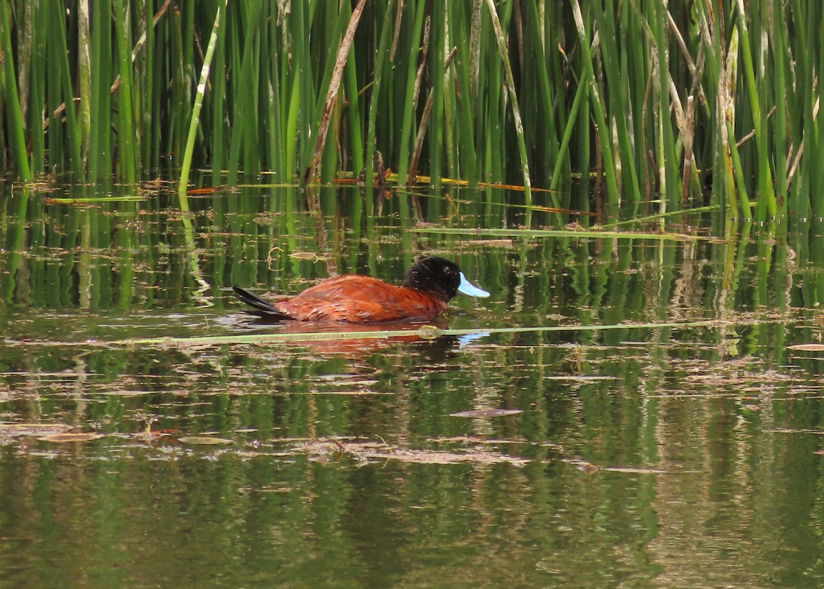 Andean Duck - ML644205553