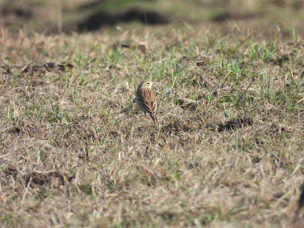 Bisbita de Richard - ML644205555