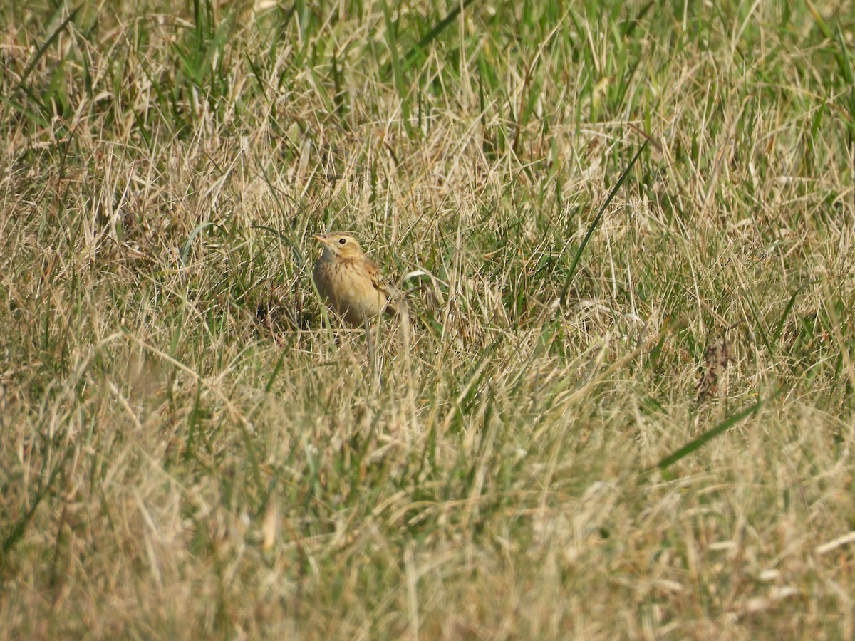 Bisbita de Richard - ML644205556