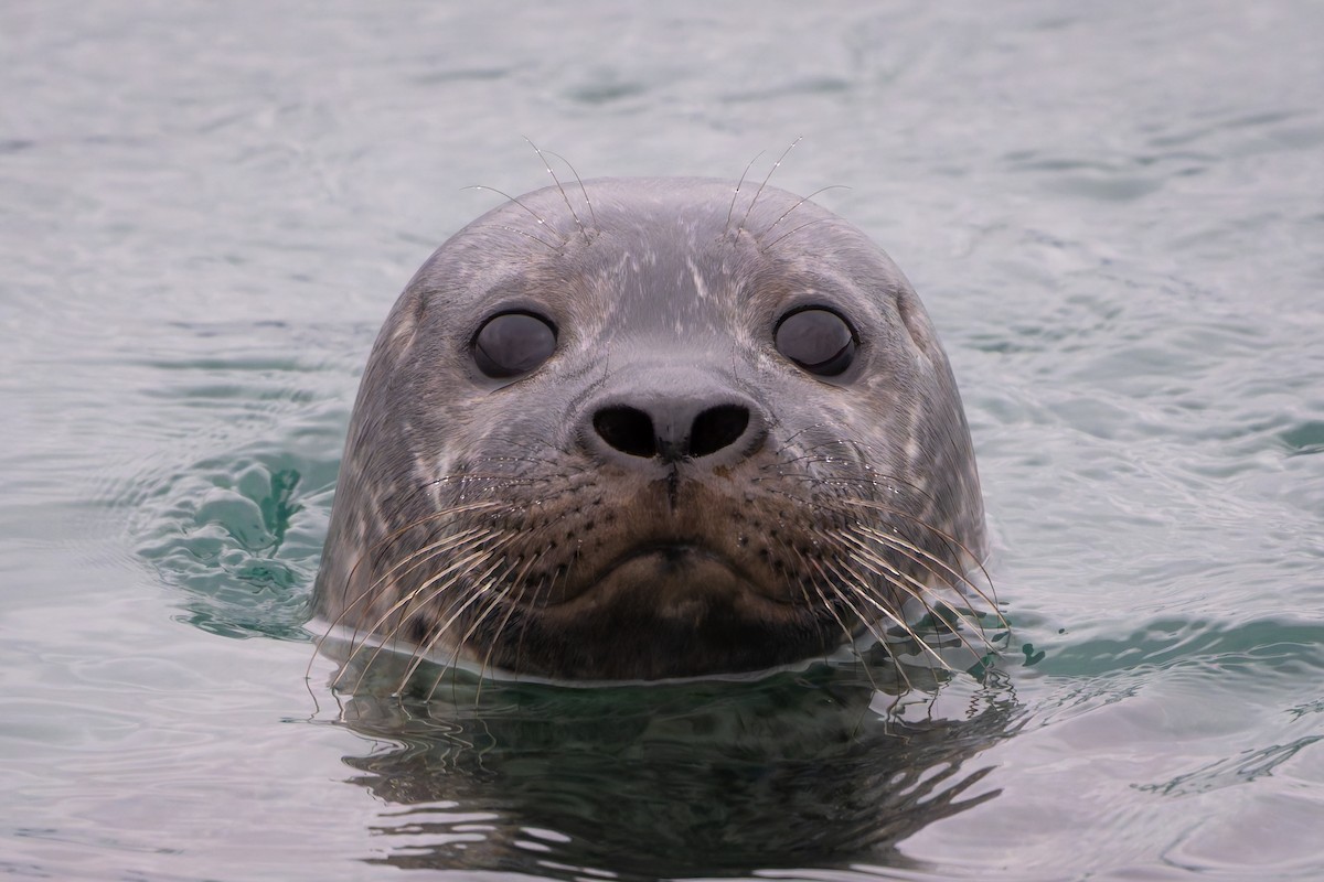 Animals - ML644205570