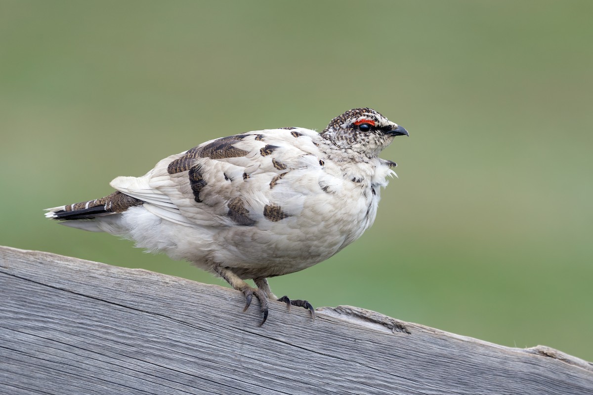 Куріпка тундрова - ML644205587