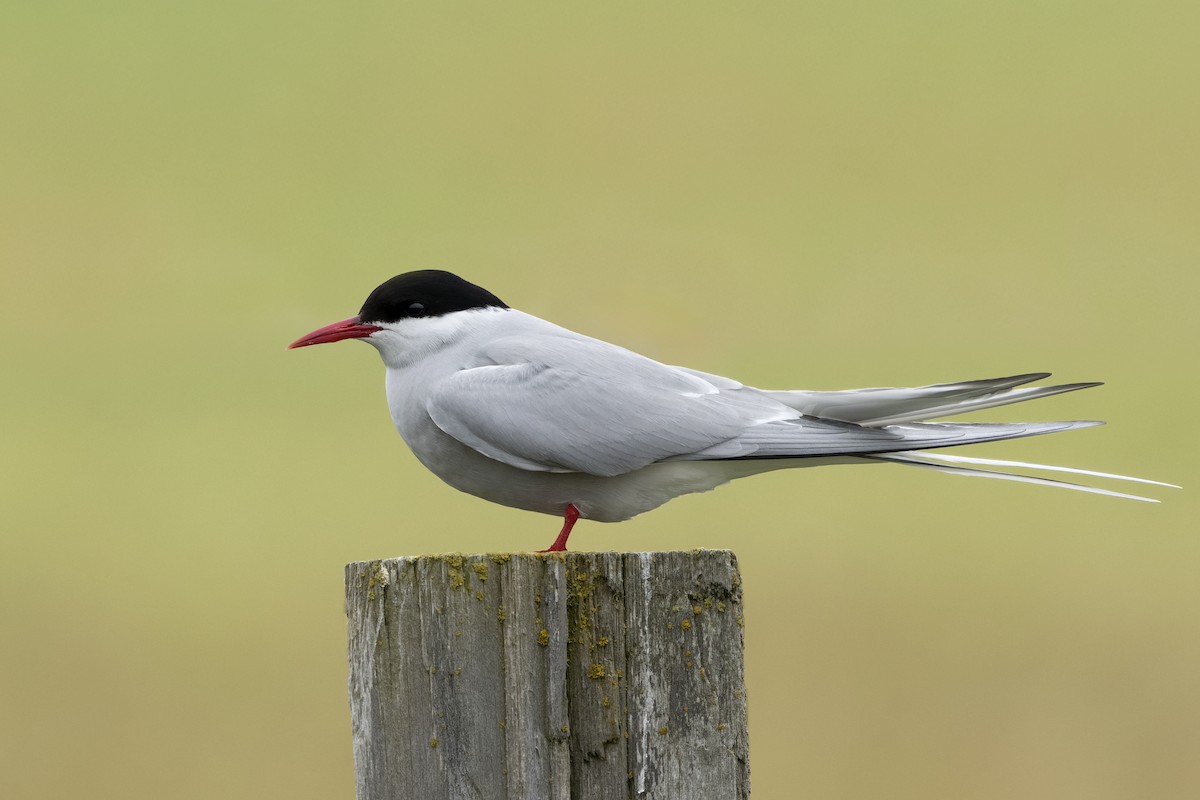 Arctic Tern - ML644205594
