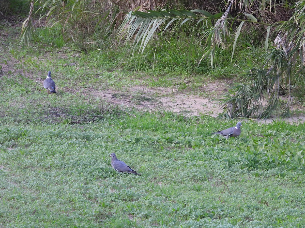 Tahtalı - ML644205597