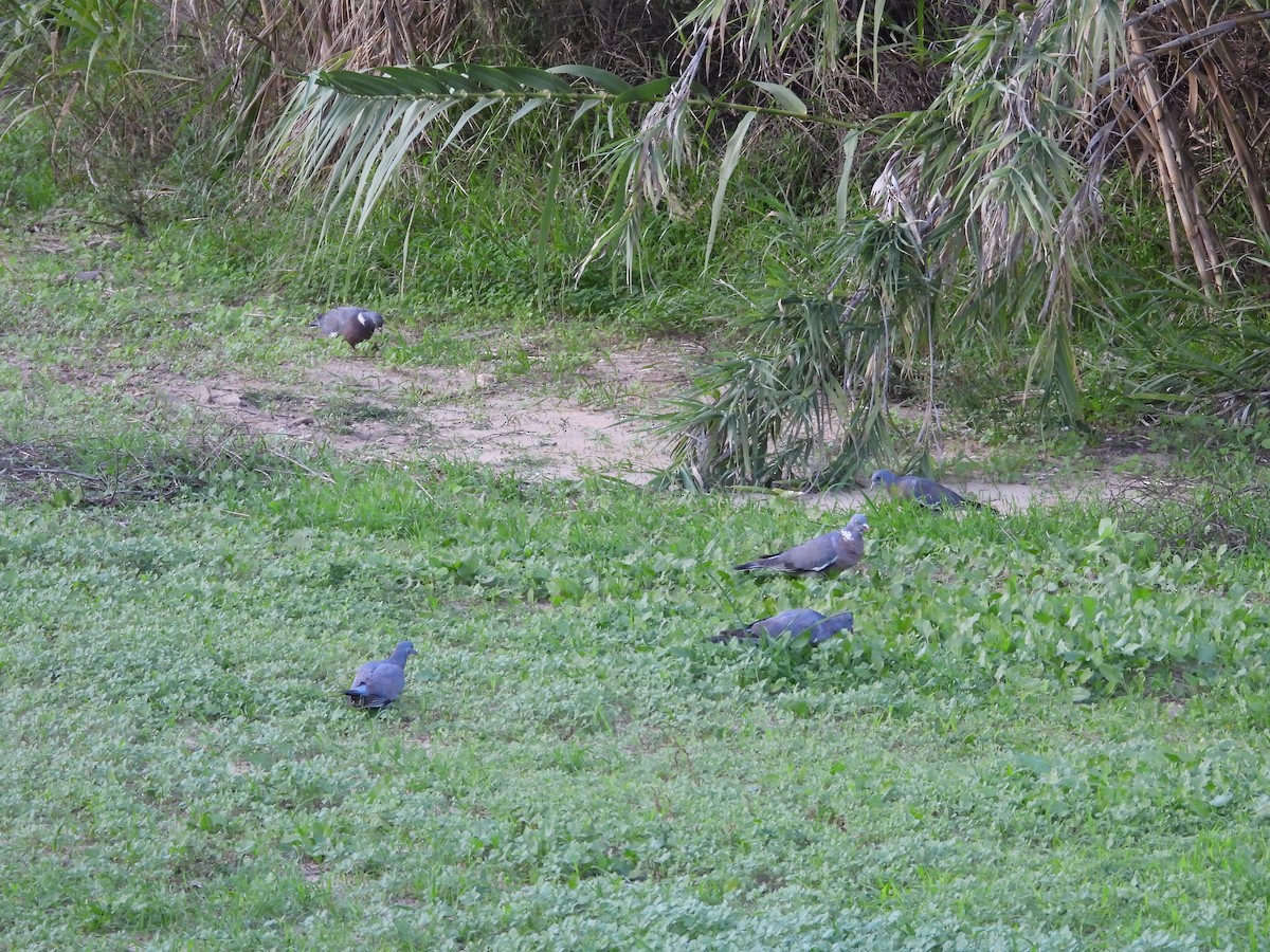 Tahtalı - ML644205598