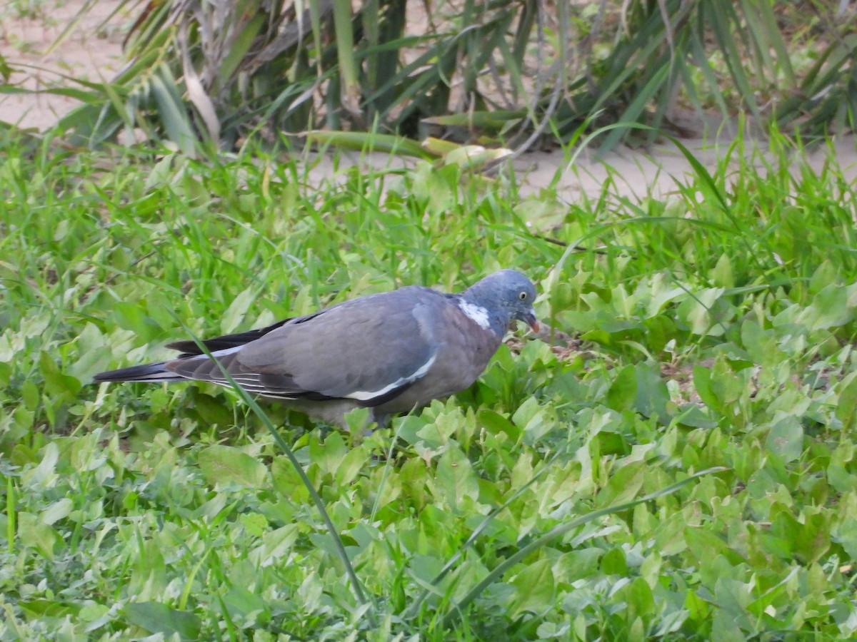 Tahtalı - ML644205599