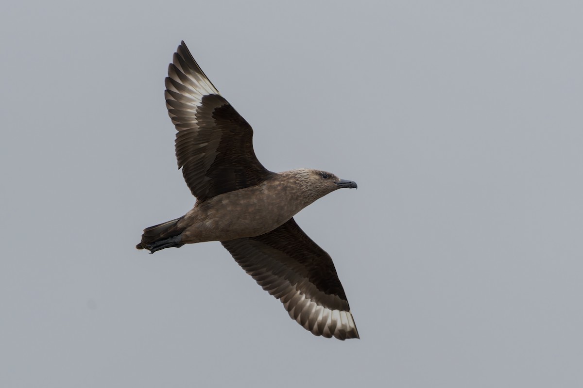 Great Skua - ML644205601